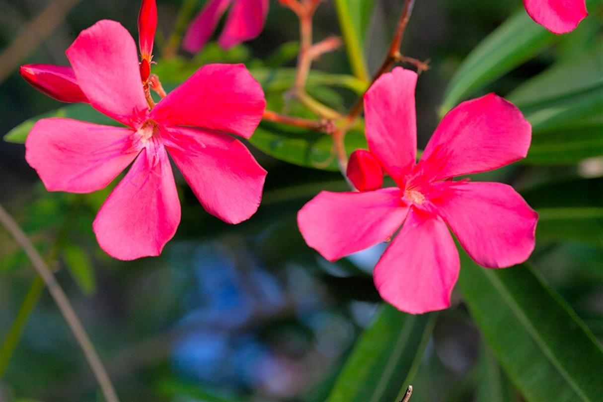 Laurier, Flora des FKK-Campingplatzes Korsika 