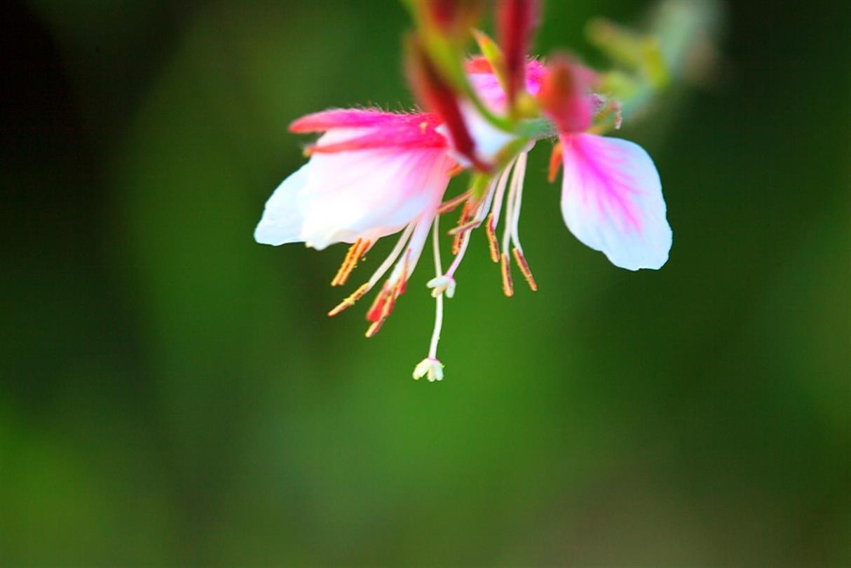 Fuchsia