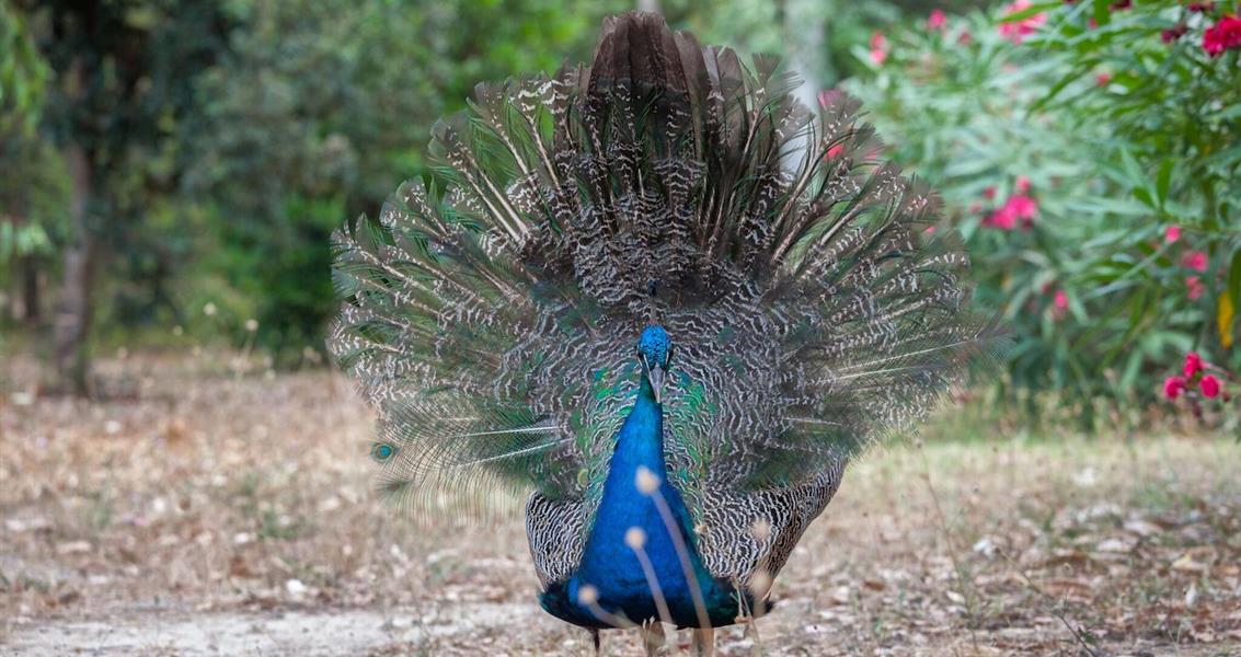 Pfauen - Wilde und naturbelassene FKK-Domäne auf Korsika