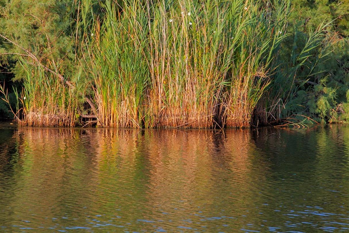 Etang U Stagnolu - Domaine de Bagheera