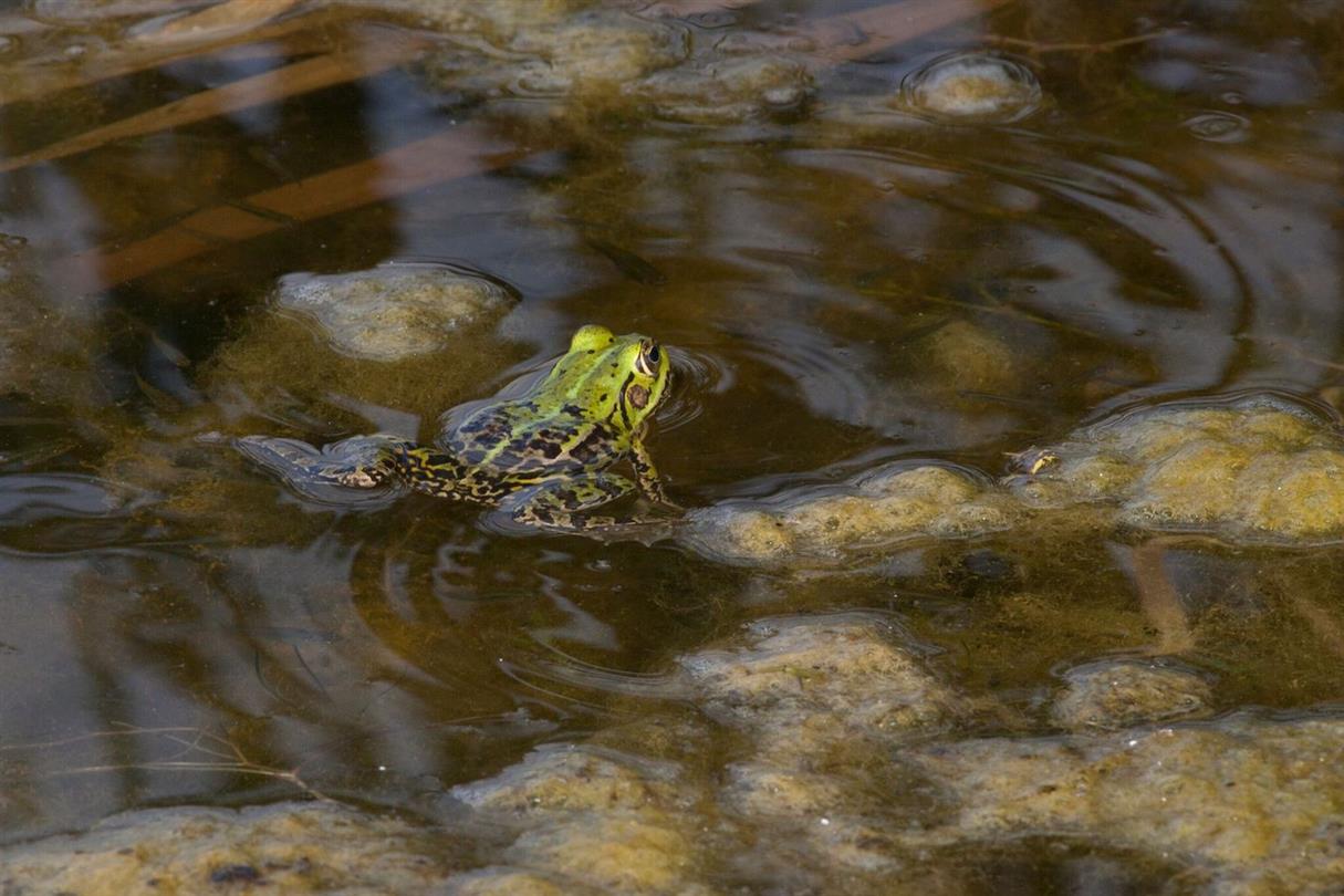 Frosch - Domaine de Bagheera