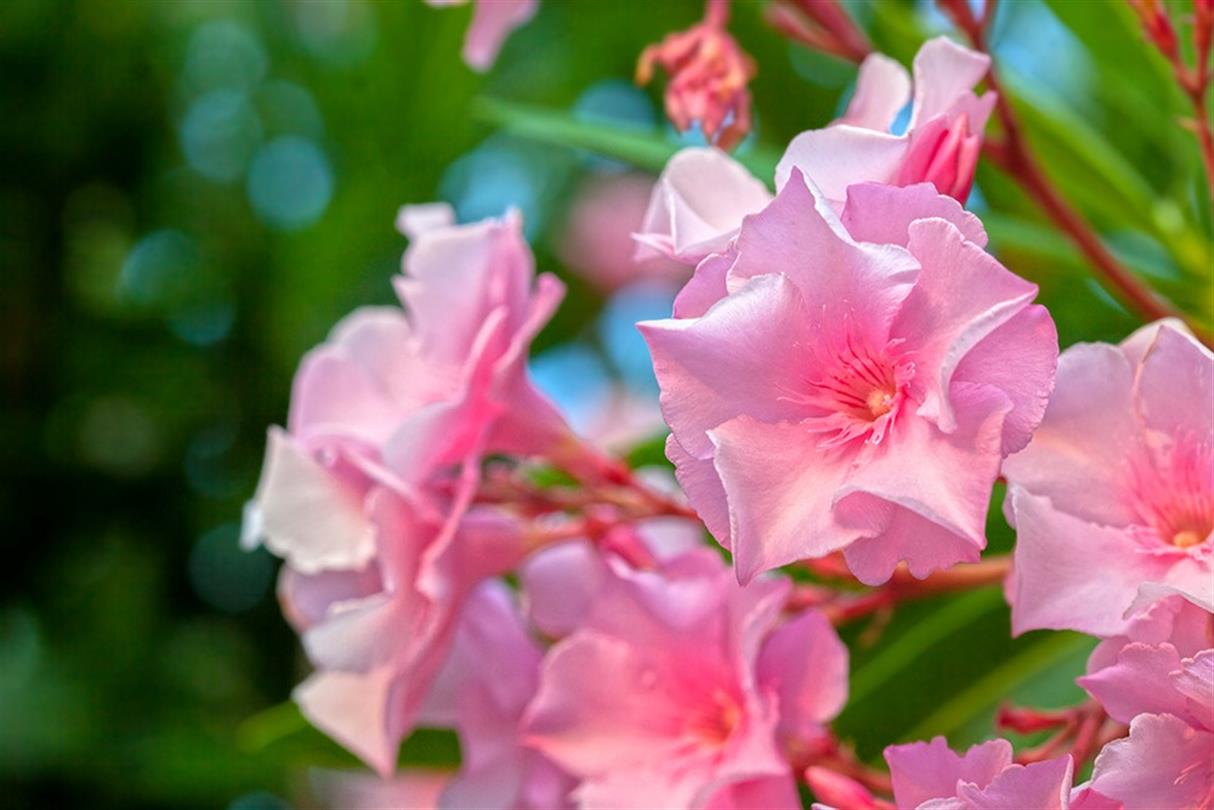 Laurier rose en fleur
